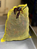 15 lbs live crawfish