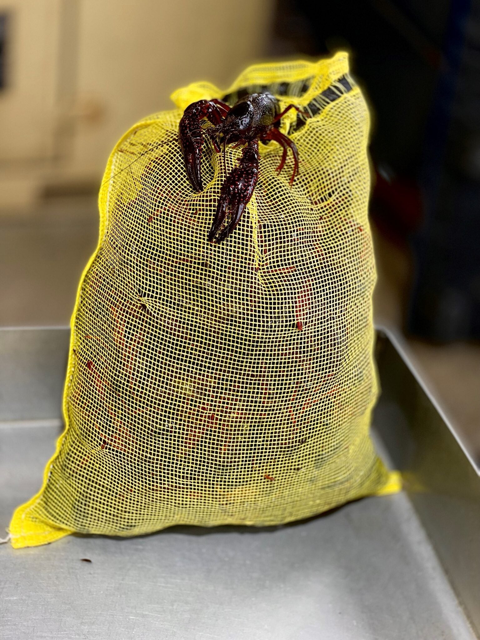 15 lbs live crawfish